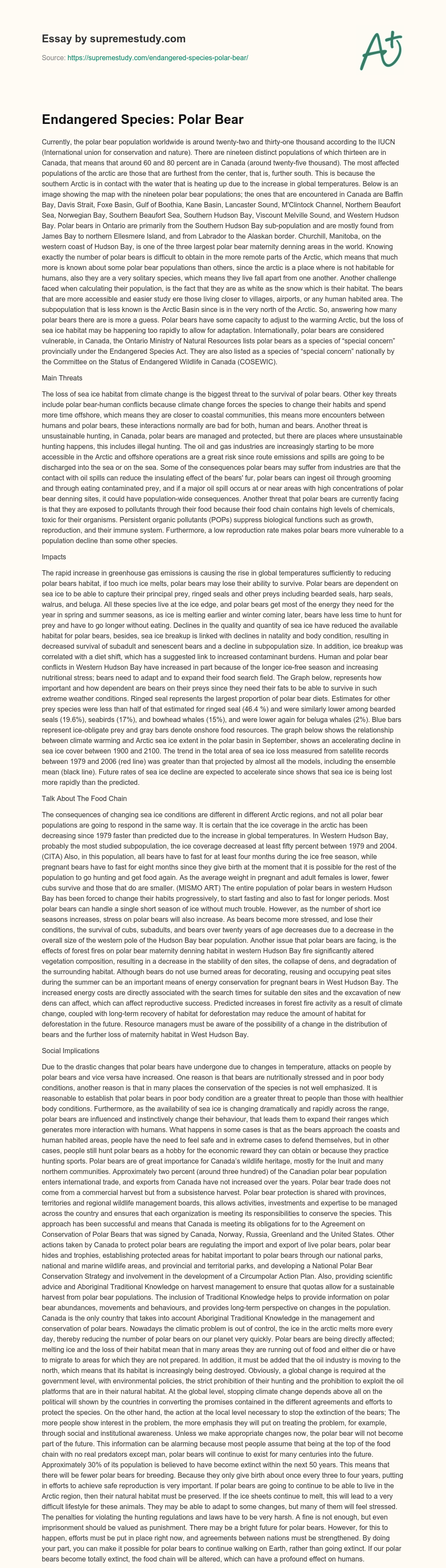 Endangered Species: Polar Bear essay